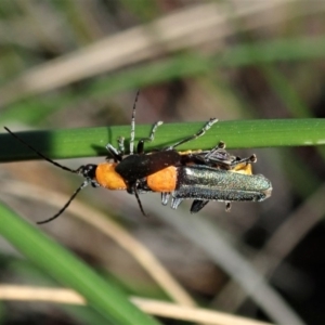 Chauliognathus tricolor at Cook, ACT - 23 Apr 2020