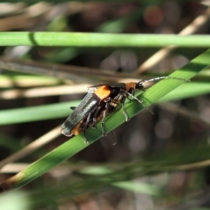 Chauliognathus tricolor at Cook, ACT - 23 Apr 2020