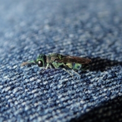 Chrysididae (family) (Cuckoo wasp or Emerald wasp) at Mount Painter - 24 Apr 2020 by CathB