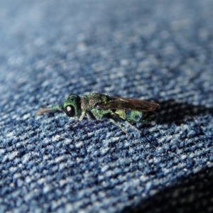 Chrysididae (family) at Dunlop, ACT - 24 Apr 2020 12:33 PM