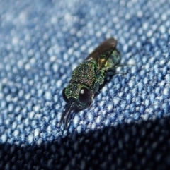 Chrysididae (family) at Dunlop, ACT - 24 Apr 2020 12:33 PM