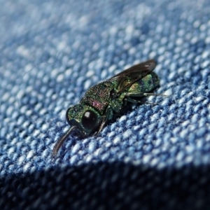 Chrysididae (family) at Dunlop, ACT - 24 Apr 2020 12:33 PM