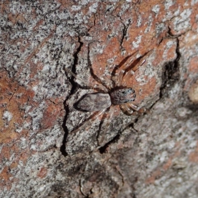 Arasia mollicoma (Flat-white Jumping Spider) at Dunlop, ACT - 24 Apr 2020 by CathB