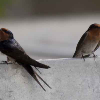 Hirundo neoxena (Welcome Swallow) at Michelago, NSW - 31 Oct 2009 by Illilanga