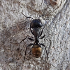 Camponotus aeneopilosus (A Golden-tailed sugar ant) at Aranda Bushland - 24 Apr 2020 by CathB