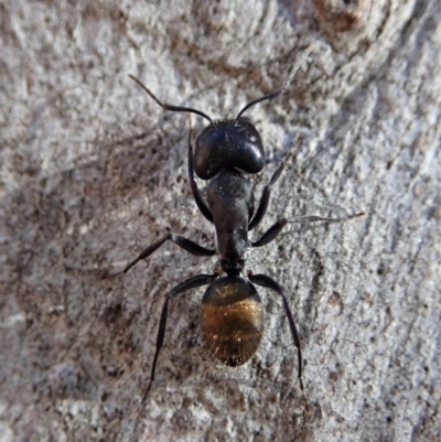 Camponotus aeneopilosus (A Golden-tailed sugar ant) at Dunlop, ACT - 24 Apr 2020 by CathB