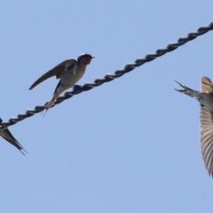 Hirundo neoxena at Michelago, NSW - 17 Oct 2010 12:35 PM