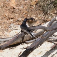 Hirundo neoxena at Michelago, NSW - 20 Dec 2010 05:45 PM