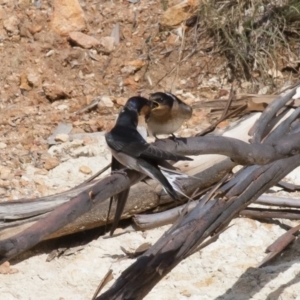 Hirundo neoxena at Michelago, NSW - 20 Dec 2010