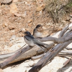 Hirundo neoxena at Michelago, NSW - 20 Dec 2010