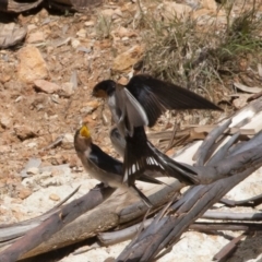 Hirundo neoxena at Michelago, NSW - 20 Dec 2010