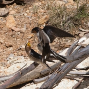 Hirundo neoxena at Michelago, NSW - 20 Dec 2010 05:45 PM