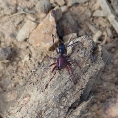 Zodariidae (family) (Unidentified Ant spider or Spotted ground spider) at Dunlop, ACT - 24 Apr 2020 by CathB