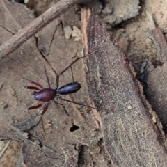 Zodariidae (family) at Dunlop, ACT - 24 Apr 2020 01:13 PM