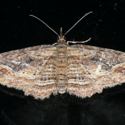 Chloroclystis filata (Filata Moth, Australian Pug Moth) at Ainslie, ACT - 25 Apr 2020 by jb2602