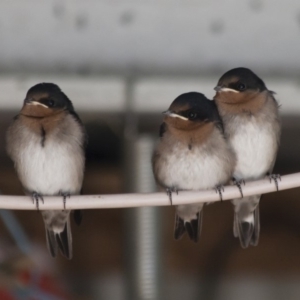 Hirundo neoxena at Michelago, NSW - 21 Nov 2011