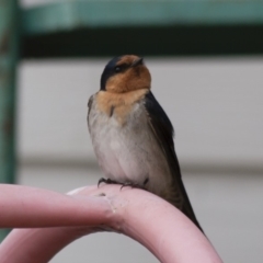 Hirundo neoxena at Michelago, NSW - 21 Nov 2011 10:46 AM