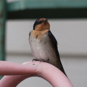 Hirundo neoxena at Michelago, NSW - 21 Nov 2011