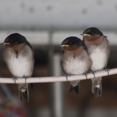 Hirundo neoxena at Michelago, NSW - 21 Nov 2011