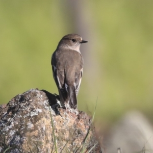 Petroica phoenicea at Weetangera, ACT - 24 Apr 2020