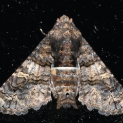 Pataeta carbo (Dark Euteliid) at Ainslie, ACT - 25 Apr 2020 by jb2602