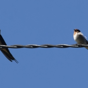 Hirundo neoxena at Michelago, NSW - 13 Apr 2012 01:10 PM