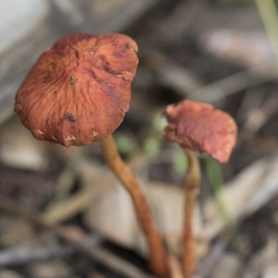 Leratiomyces ceres (Red Woodchip Fungus) at Higgins, ACT - 9 Apr 2020 by AlisonMilton