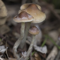 Psilocybe sp. (Psilocybe) at Higgins, ACT by AlisonMilton