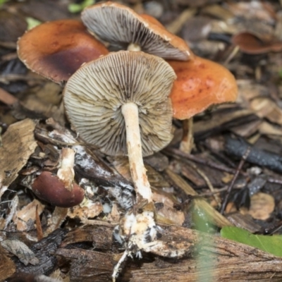 Leratiomyces ceres (Red Woodchip Fungus) at Higgins, ACT - 26 Apr 2020 by AlisonMilton