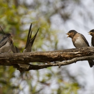 Hirundo neoxena at Michelago, NSW - 1 Jan 2013 08:04 AM