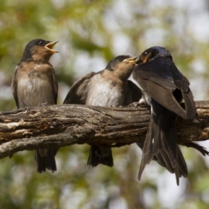 Hirundo neoxena at Michelago, NSW - 1 Jan 2013 08:04 AM