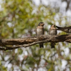 Hirundo neoxena at Michelago, NSW - 1 Jan 2013 08:04 AM