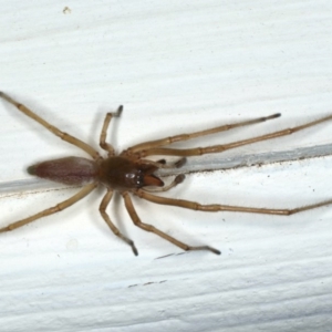 Cheiracanthium sp. (genus) at Ainslie, ACT - 25 Apr 2020