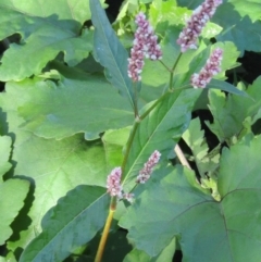 Persicaria lapathifolia (Pale Knotweed) at Coree, ACT - 17 Apr 2020 by Sarah2019