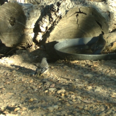 Rhipidura albiscapa (Grey Fantail) at Yass River, NSW - 23 Apr 2020 by SenexRugosus