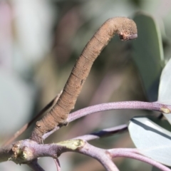 Arhodia lasiocamparia (Pink Arhodia) at The Pinnacle - 24 Apr 2020 by AlisonMilton