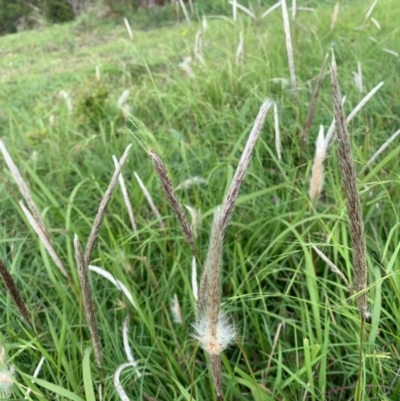 Imperata cylindrica (Blady Grass) at Black Range, NSW - 6 Apr 2020 by Steph H