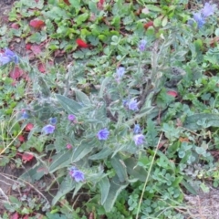 Echium vulgare (Vipers Bugloss) at Stony Creek - 18 Apr 2020 by Sarah2019