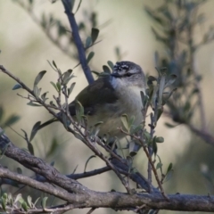 Acanthiza chrysorrhoa (Yellow-rumped Thornbill) at Michelago, NSW - 5 Oct 2010 by Illilanga