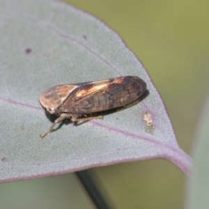 Brunotartessus fulvus at Weetangera, ACT - 24 Apr 2020