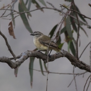 Acanthiza chrysorrhoa at Michelago, NSW - 27 Nov 2011