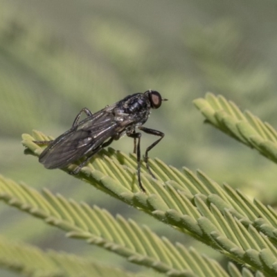 Unidentified True fly (Diptera) at Dunlop, ACT - 24 Apr 2020 by AlisonMilton