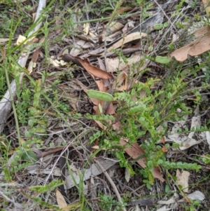 Bossiaea buxifolia at Dunlop, ACT - 25 Apr 2020