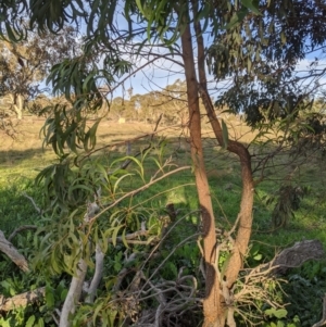 Acacia implexa at Dunlop, ACT - 26 Apr 2020 12:11 PM