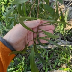 Acacia implexa at Dunlop, ACT - 26 Apr 2020 12:11 PM