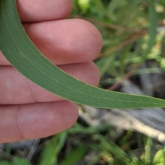 Acacia implexa at Dunlop, ACT - 26 Apr 2020 12:11 PM