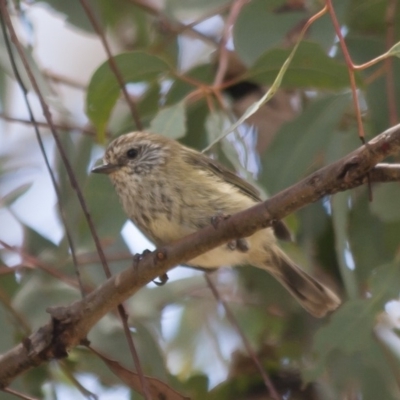 Acanthiza lineata (Striated Thornbill) at Michelago, NSW - 22 Jan 2012 by Illilanga