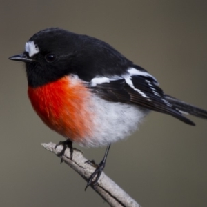 Petroica boodang at Michelago, NSW - 11 Jun 2012