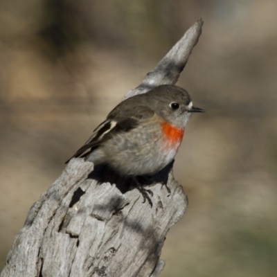 Petroica boodang (Scarlet Robin) at Michelago, NSW - 16 Jun 2013 by Illilanga