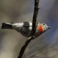 Petroica boodang at Michelago, NSW - 16 Jun 2013